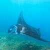 Manta Point Snorkeling in Nusa Penida