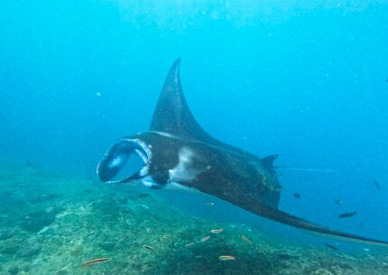 Manta Point Snorkeling in Nusa Penida