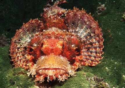 Raja Ampat Island Liveaboard 9 Days 8 Nights From Sorong