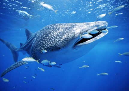 Whale Sharks Dive Liveaboard to Sumbawa 8D7N From Bali