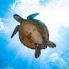 snorkeling with turtle