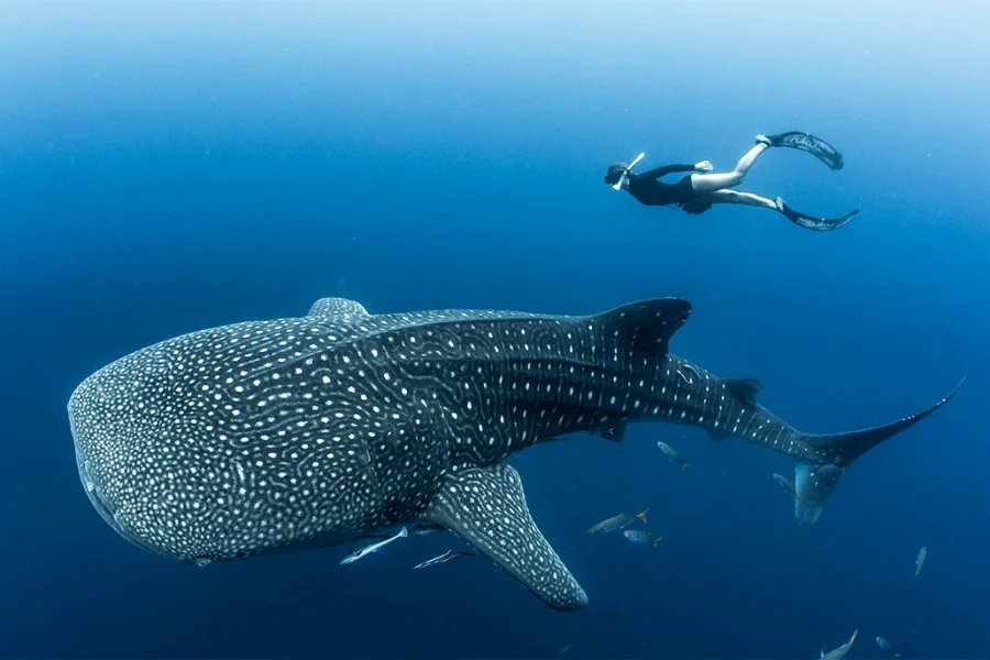 Komodo Sumbawa Whale Shark Grand Liveaboard Expedition – 8 Days 7 Nights from Bali