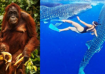 Sumbawa Whale Shark Liveaboard & Sumatra Orangutan Tour Package 14D13N from Bali