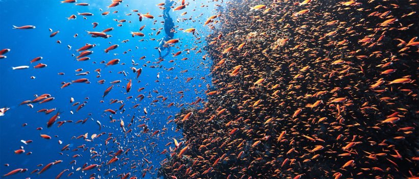 fishs 23