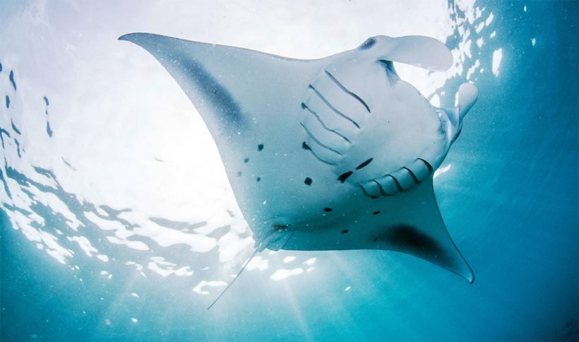 manta point