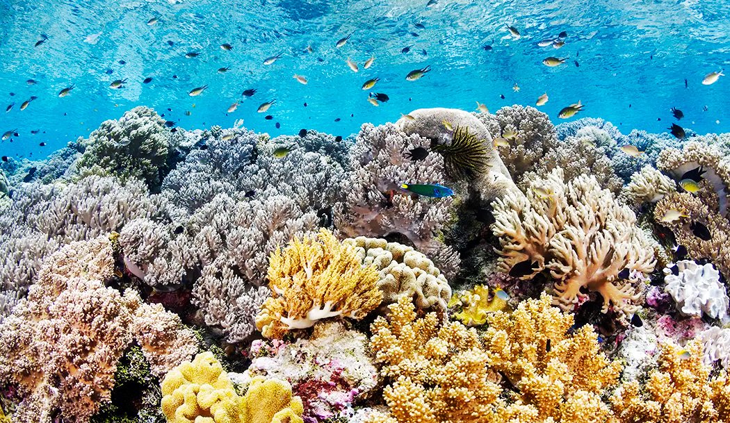 Wakatobi snorkeling Wakatobi snorkeling
