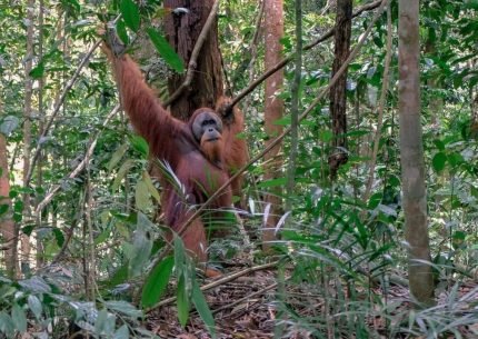 Sumatra Orangutan Tour Package 4 Days 3 Nights