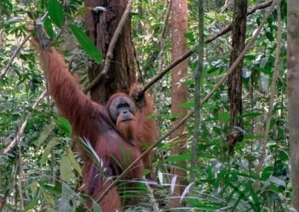 Kalimantan Whale Shark & Orangutan Tour 4 Days 3 Nights