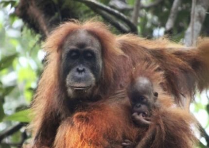 Kalimantan Orangutan Tour Liveaboard: 4 Days, 3 Nights