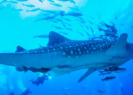 Sumbawa Whale Sharks & Gili Trawangan Snorkeling 5D 4N