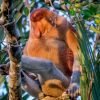 Borneo Orangutan and Dayak Village Tour 3 Days 2 Nights