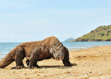 Komodo Island Tour Packages 3 Days 2 Nights From Bali