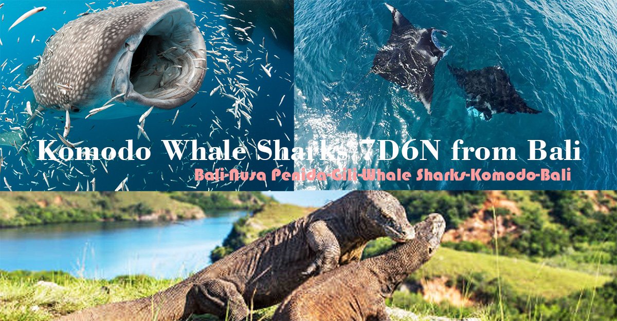 https://nusapenidaislands.com/tours/komodo-whale-shark-from-bali-7-days-6-nights/