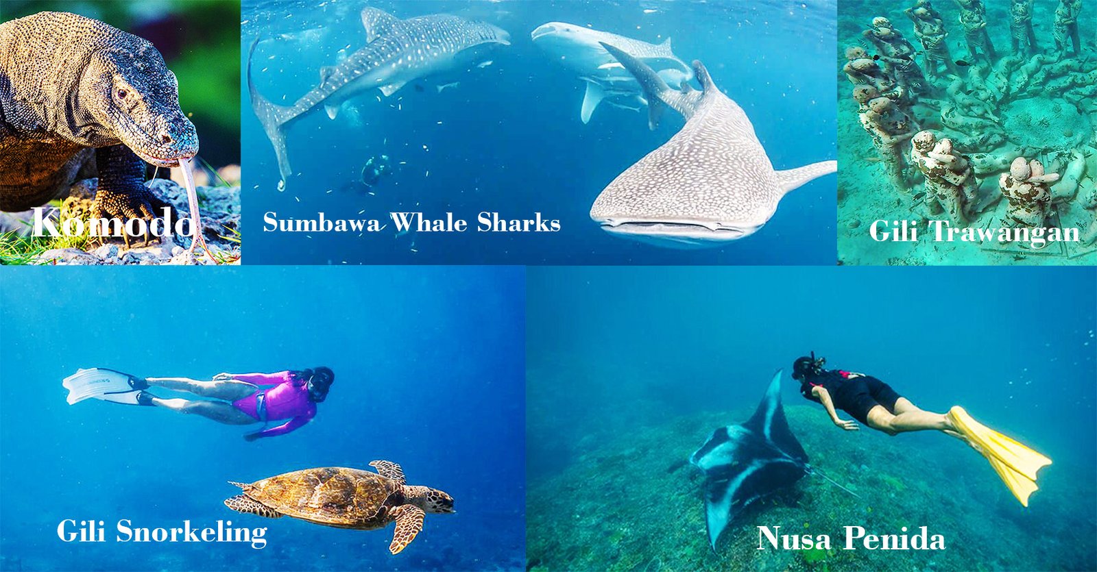 Komodo and Whale Sharks Snorkeling Komodo Island and Whales Sharks Snorkeling 8D7N from Bali