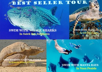 Swim With Whale Sharks and Manta Ray 8D 7N From Bali