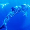Komodo Whale Shark Tour Package From Bali