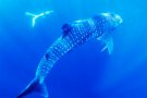 Komodo & Whale Shark Liveaboard from Bali – 7 Days 6 Nights Liveaboard Expedition