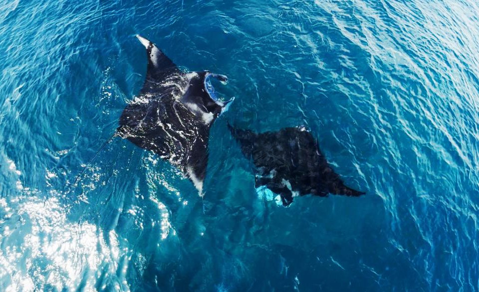 Manta Point Dive Indoneasia