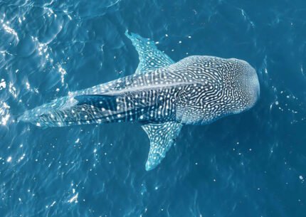 Komodo Whale Sharks Schedule 7 Days 6 Nights