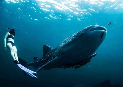 Komodo Island and Whales Sharks Snorkeling 4 Days 3 Nights