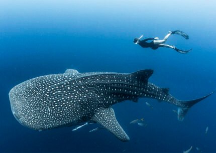 Komodo Island and Whales Sharks Snorkeling 4 Days 3 Nights