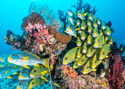 Raja Ampat Liveaboards 8 Days 7 Nights From Sorong