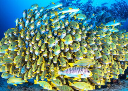 Raja Ampat Liveaboard Dive 7 Days 6 Nights