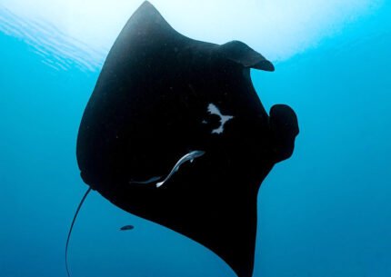 Bali Scuba Dive Package to Manta Point Nusa Penida
