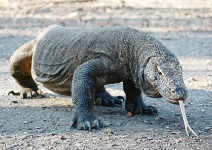 Komodo Day Tour From Lombok