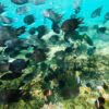 Nusa Penida and Gili Gede Lombok Snorkeling Packages