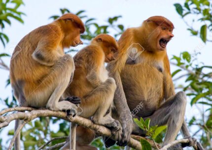 Kalimantan Mahakam River Liveabaords 4 Days 3 Nights
