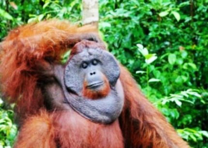Kalimantan Dayak Tribe Tour 5 Days 4 Nights From Bali