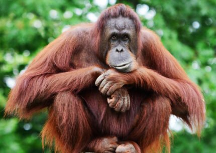 Cruise the legendary Mahakam River in comfort, nature, and culture