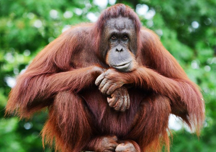 Orangutan kalimantan Cruise the legendary Mahakam River in comfort, nature, and culture