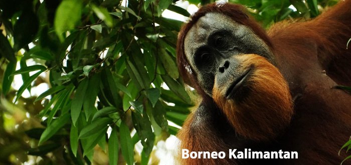 Borneo Orangutan Kalimantan