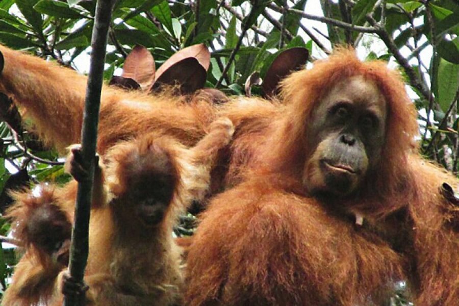 Luxury Sumatra Orangutan, Lake Toba and Bukittinggi Tour from Bali – 12 Days 11 Nights