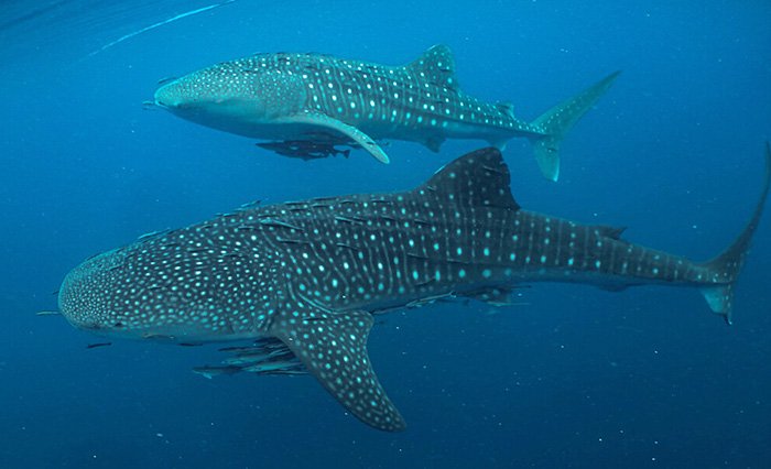 Komodo Whale Sahrk Liveaboard 2026