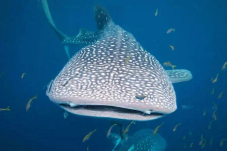Kaimana Whale Shark Snorkeling & Triton Bay Diving – 5 Days