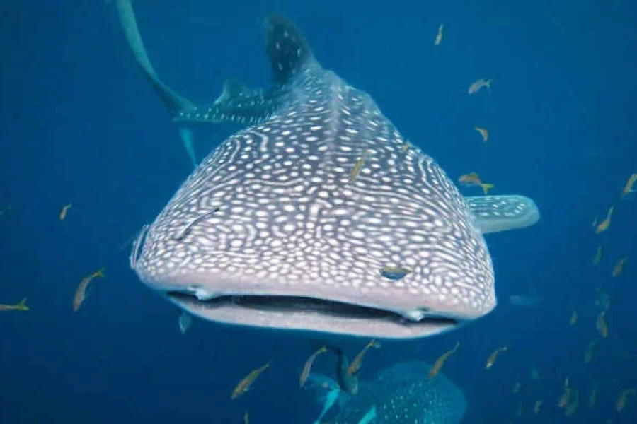 Kaimana Whale Shark Snorkeling & Triton Bay Diving – 5 Days
