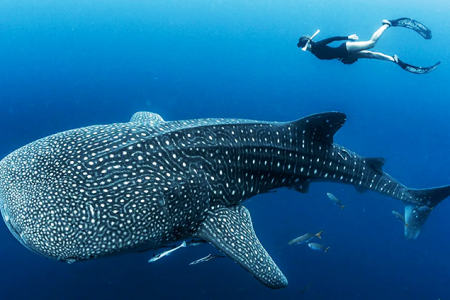 Sumbawa Whale Shark Liveaboard